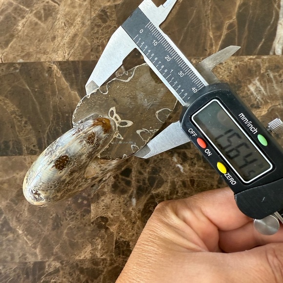 Fossil Ammonite🐌 - Picture 9 of 14